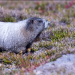 Mt Rainier Hike Proved Bear-able