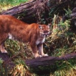 Time to rethink wildlife management?
