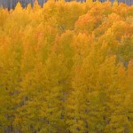 New Protections for Wildlands