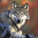 Wolf poacher deserves stiff sentence!