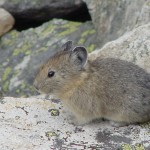USFWS, Pick pikas for protected status!