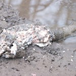 Damnation! Judge says salmon more important than dams
