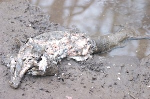 Spawned out salmon on the banks of the Puyallup River. When will we see this scene replayed in Idaho? 