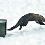 Fishers Return to their Ancestorial Homes