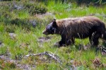 Where the Wild Things Are: Black Bears