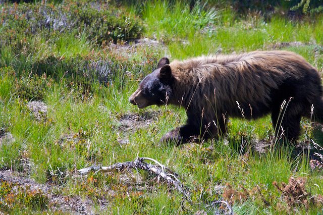 Where the Wild Things Are: Black Bears