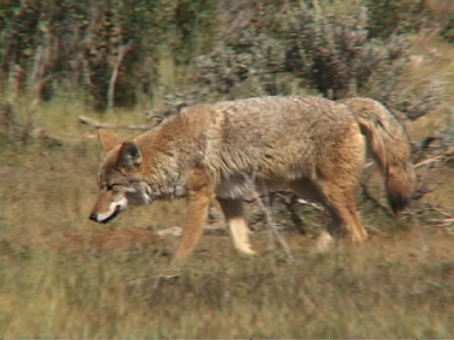 coyote1a