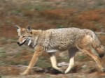 Where the Wild Things Are: Wily Coyote