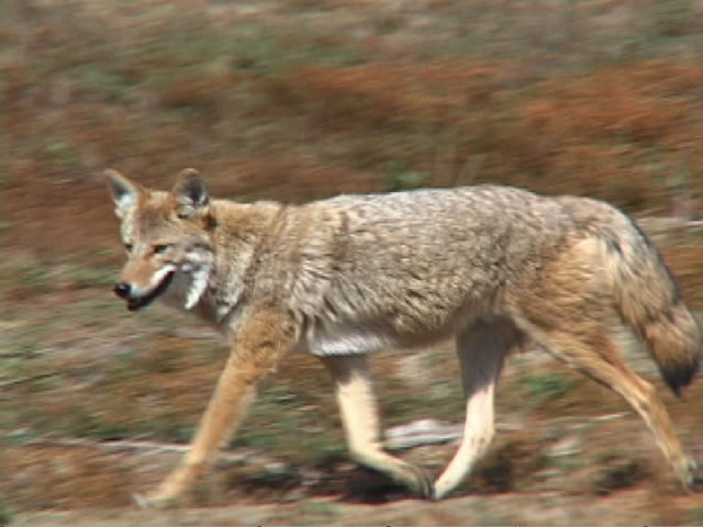 Coyotes Photos