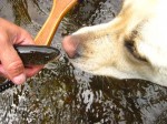 Sophie the Trout Dog