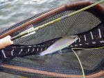Sage Circa: A dry fly dream-caster