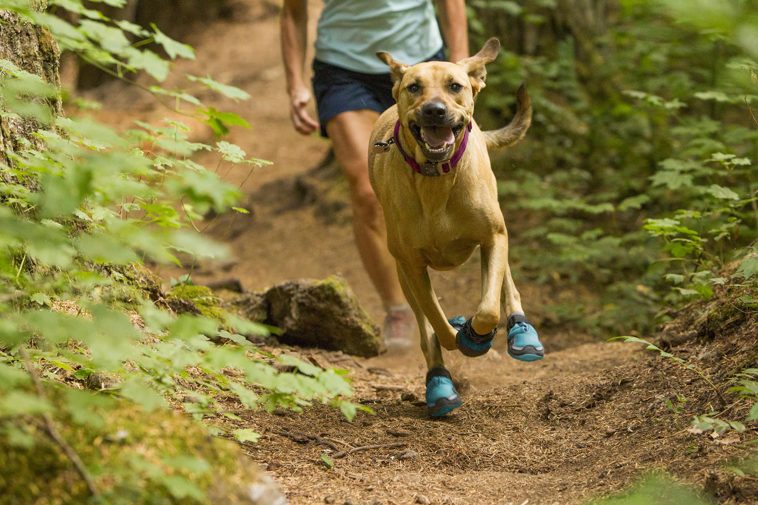 Outfitting your hiking dog