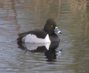 Birds of the Nisqually Delta